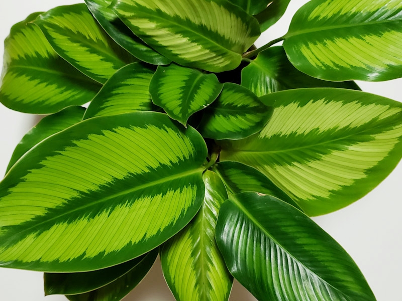 f:id:calathea:20181213224053j:plain