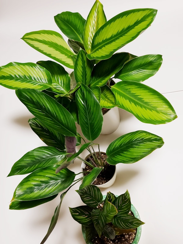 f:id:calathea:20181214001745j:plain