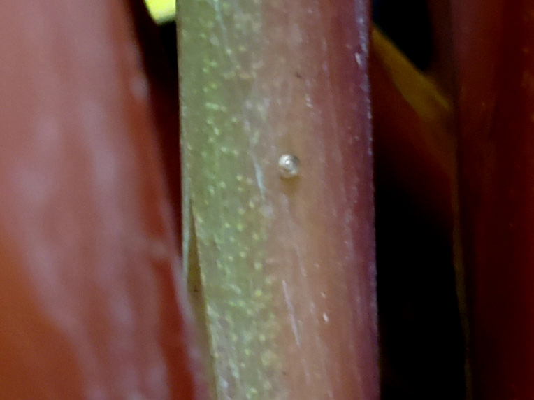 f:id:calathea:20190110203956j:plain
