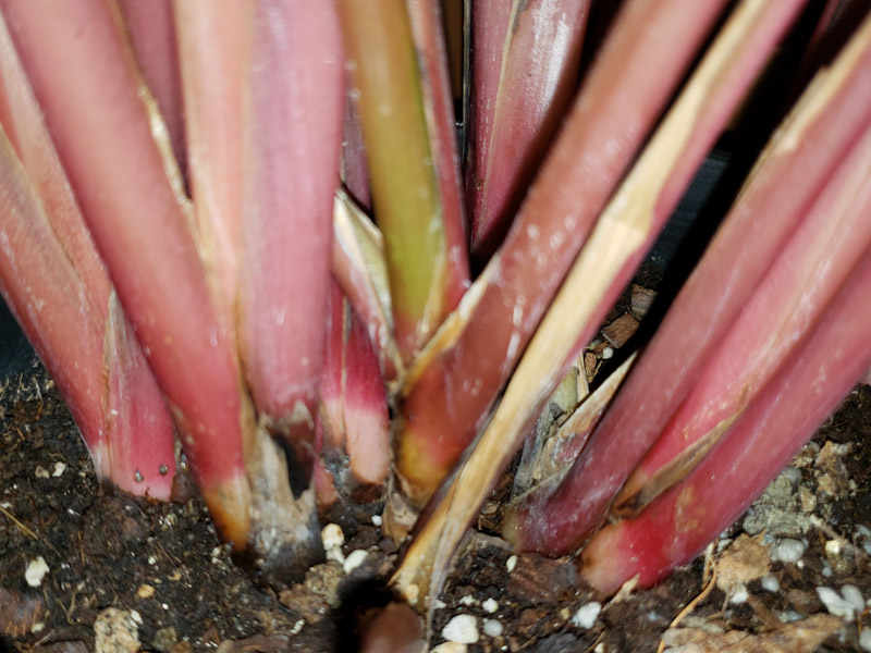 f:id:calathea:20190110204040j:plain