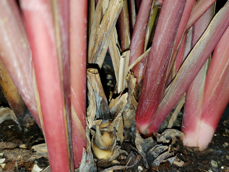 f:id:calathea:20190110204104j:plain