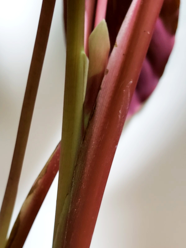 f:id:calathea:20190113194002j:plain