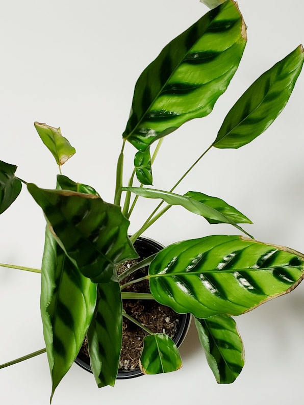 f:id:calathea:20190205212334j:plain