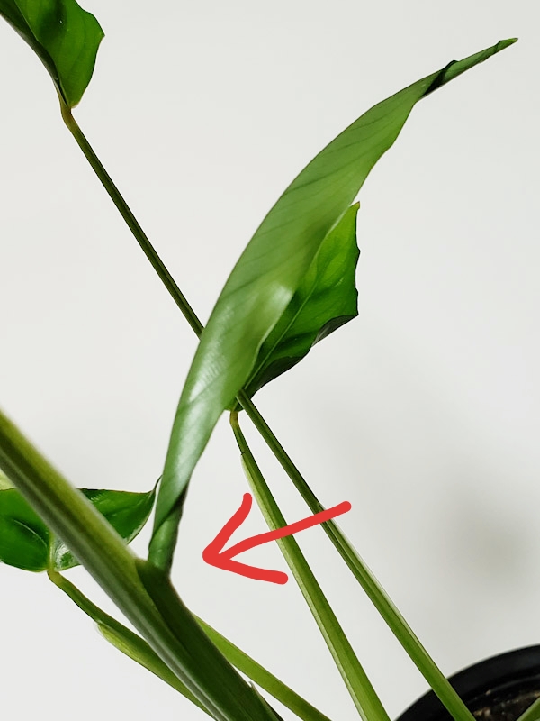 f:id:calathea:20190205212343j:plain