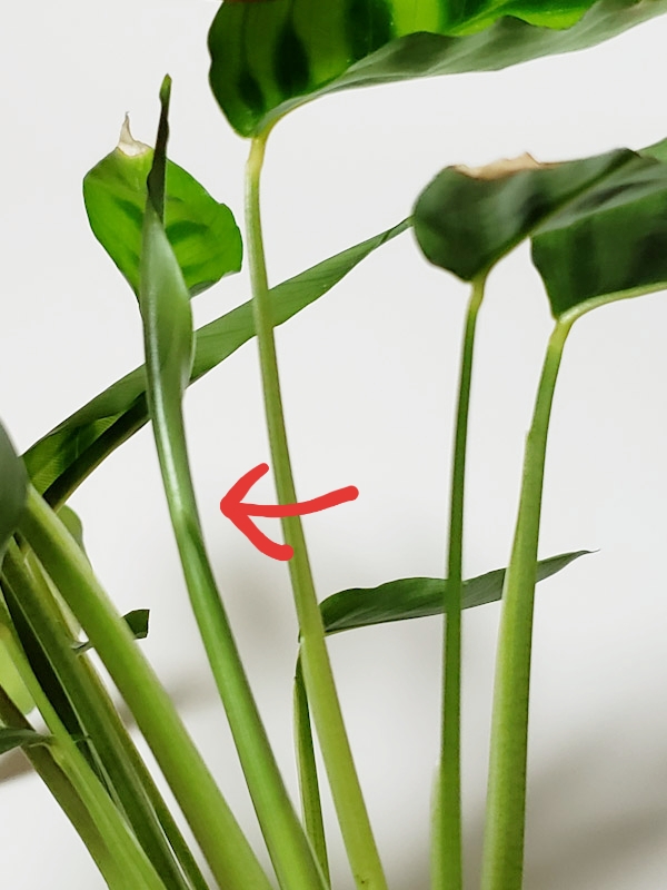 f:id:calathea:20190205212352j:plain