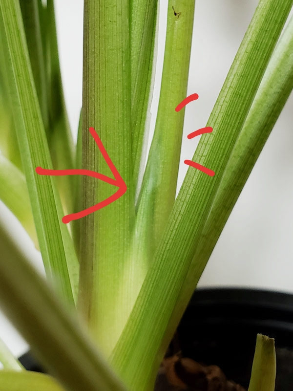f:id:calathea:20190205212404j:plain
