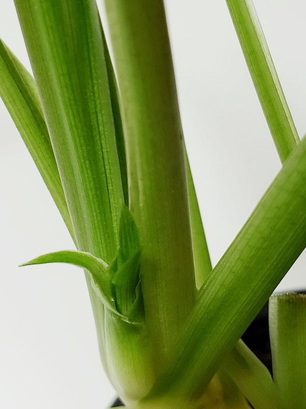 f:id:calathea:20190205212425j:plain