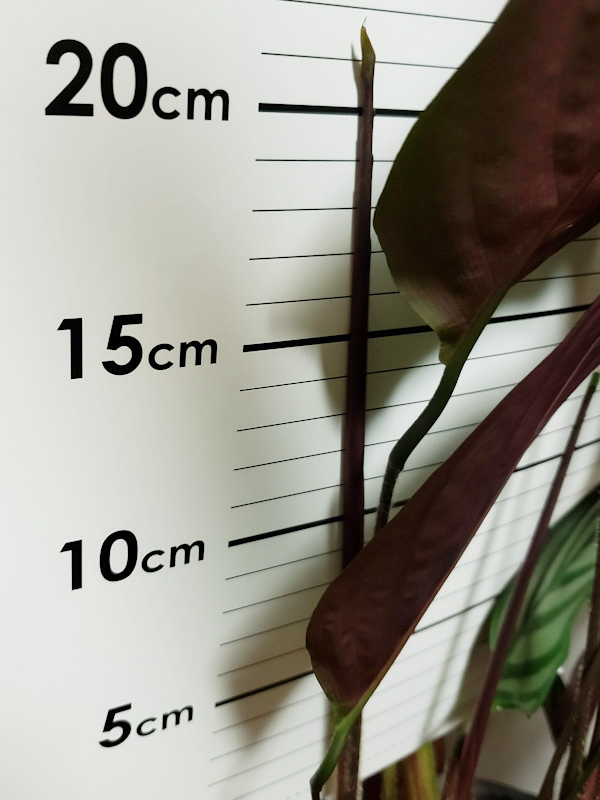 f:id:calathea:20190409233307j:plain