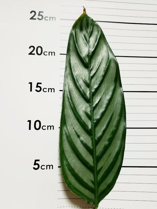 f:id:calathea:20190409233325j:plain