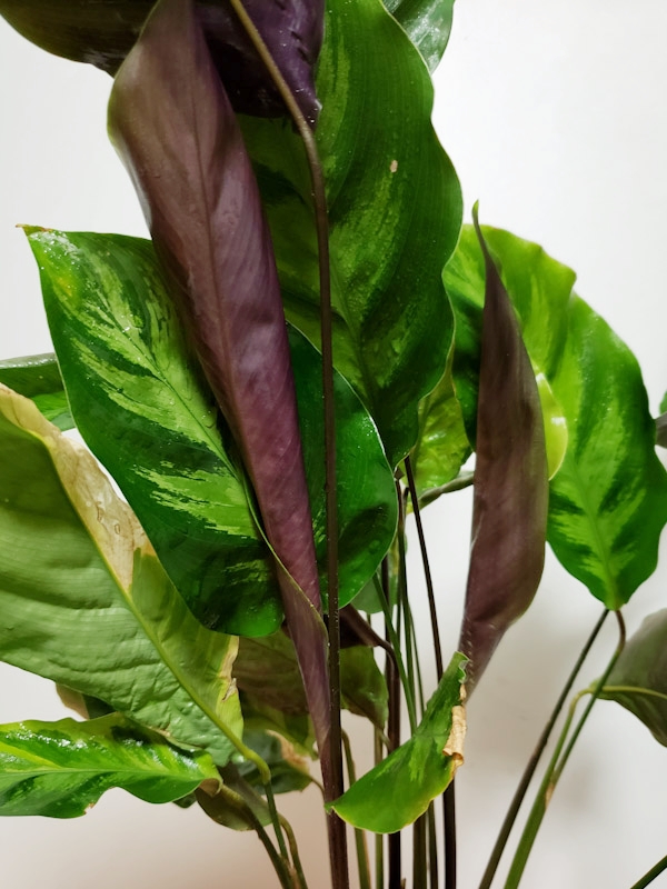 f:id:calathea:20190409233335j:plain