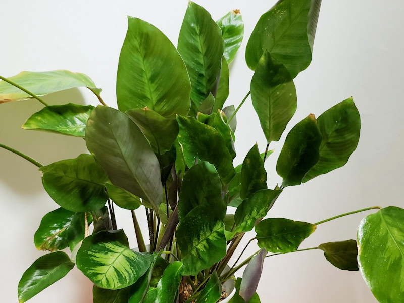 f:id:calathea:20190409233345j:plain