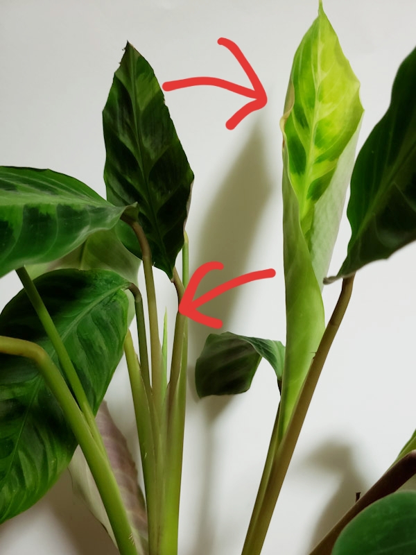 f:id:calathea:20190409233406j:plain