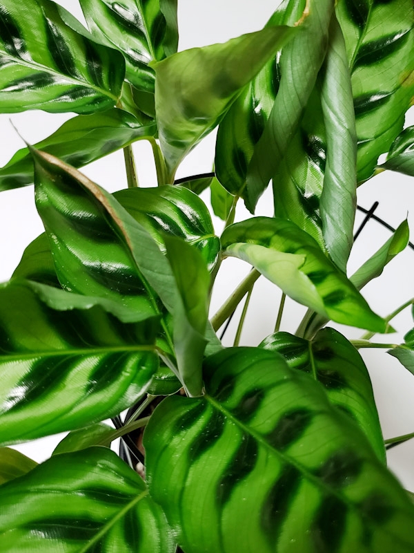 f:id:calathea:20190409233414j:plain
