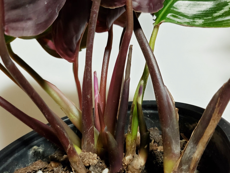 f:id:calathea:20190409233423j:plain