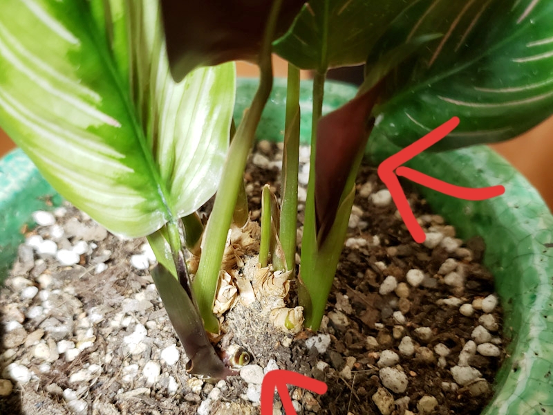 f:id:calathea:20190409233434j:plain