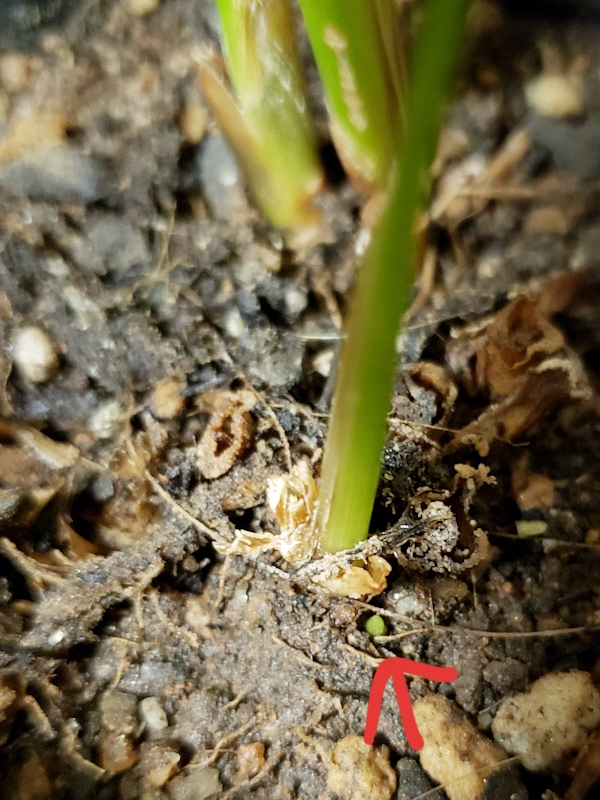 f:id:calathea:20190409233444j:plain