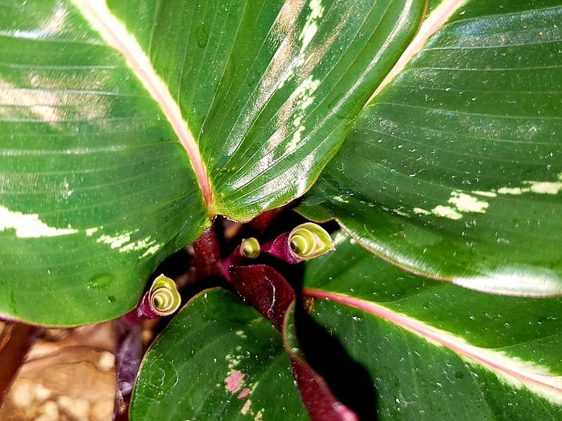 f:id:calathea:20190409233455j:plain