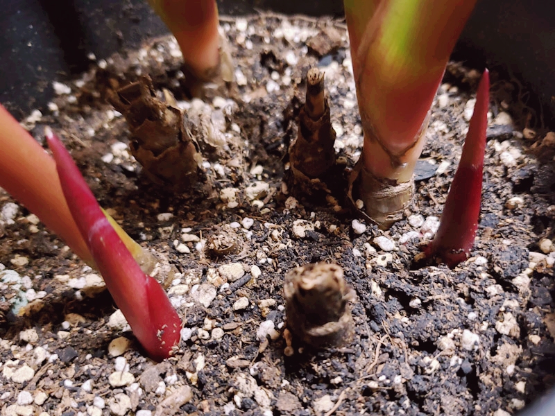 f:id:calathea:20190409233544j:plain