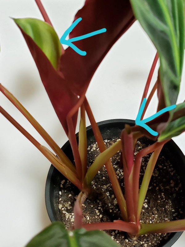 f:id:calathea:20190409233556j:plain