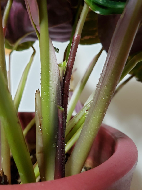 f:id:calathea:20190409233619j:plain