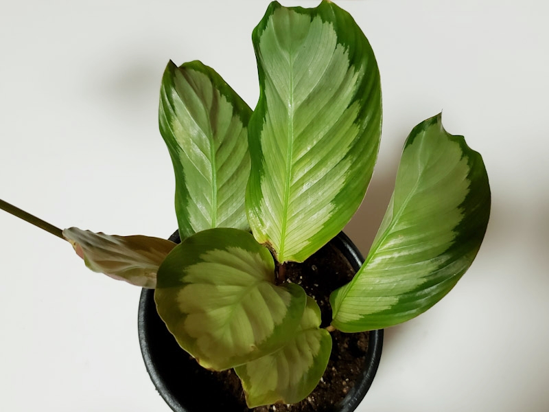f:id:calathea:20190409233640j:plain