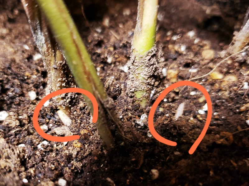 f:id:calathea:20190409233653j:plain