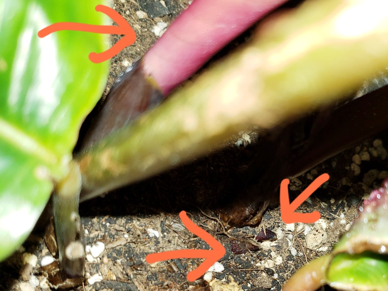 f:id:calathea:20190409233705j:plain