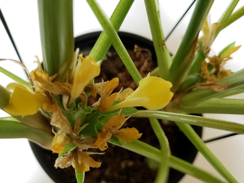 f:id:calathea:20190412222202j:plain