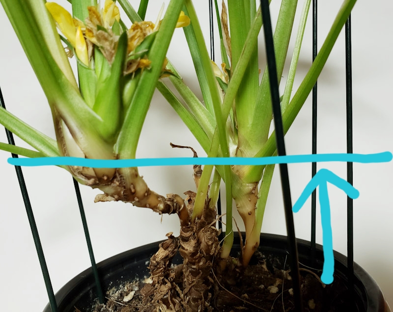 f:id:calathea:20190412222810j:plain
