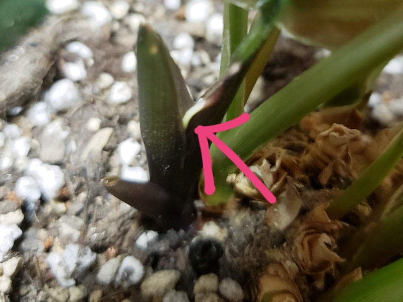 f:id:calathea:20190508211238j:plain