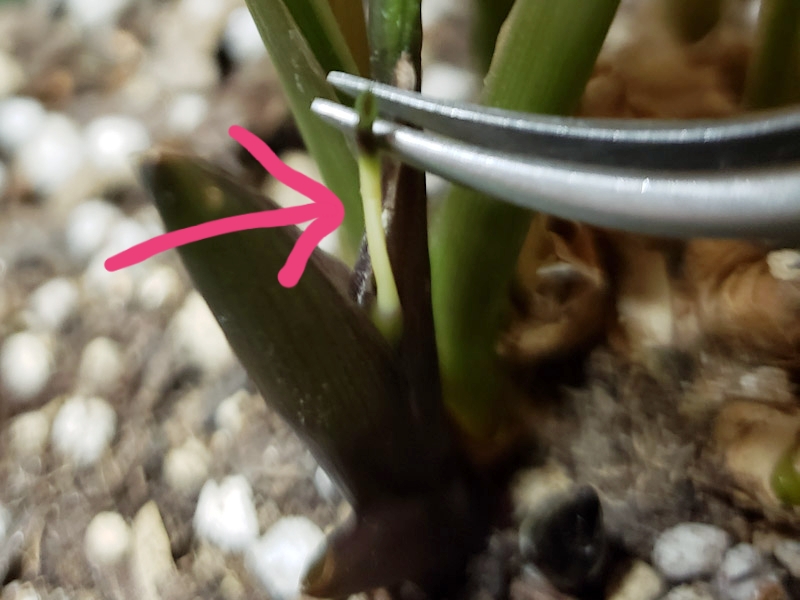 f:id:calathea:20190508211249j:plain