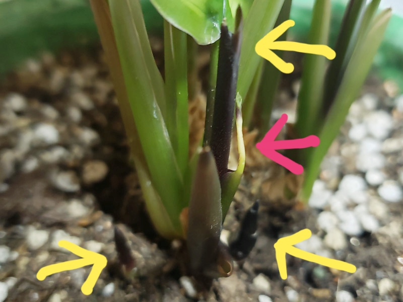 f:id:calathea:20190508211301j:plain