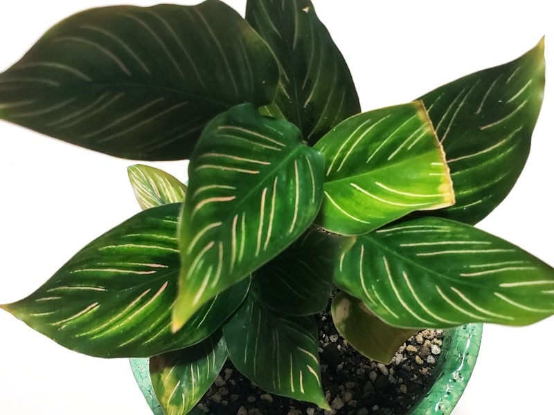 f:id:calathea:20190508211311j:plain