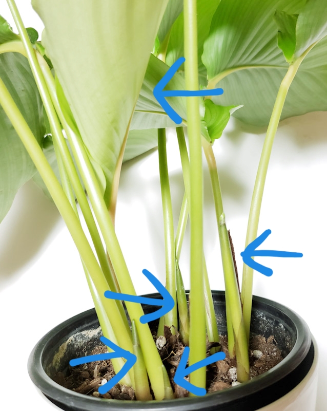 f:id:calathea:20190701230336j:plain f:id:calathea:20190701230336j:plain