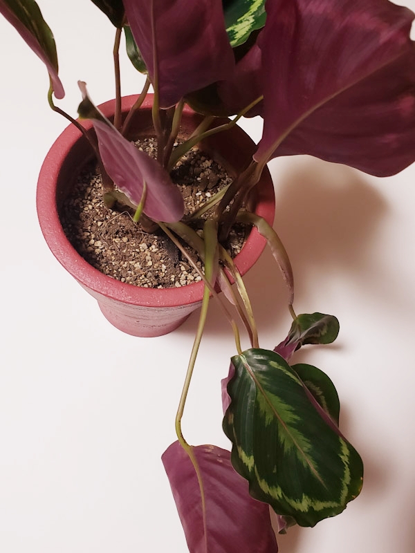 f:id:calathea:20190711233736j:plain