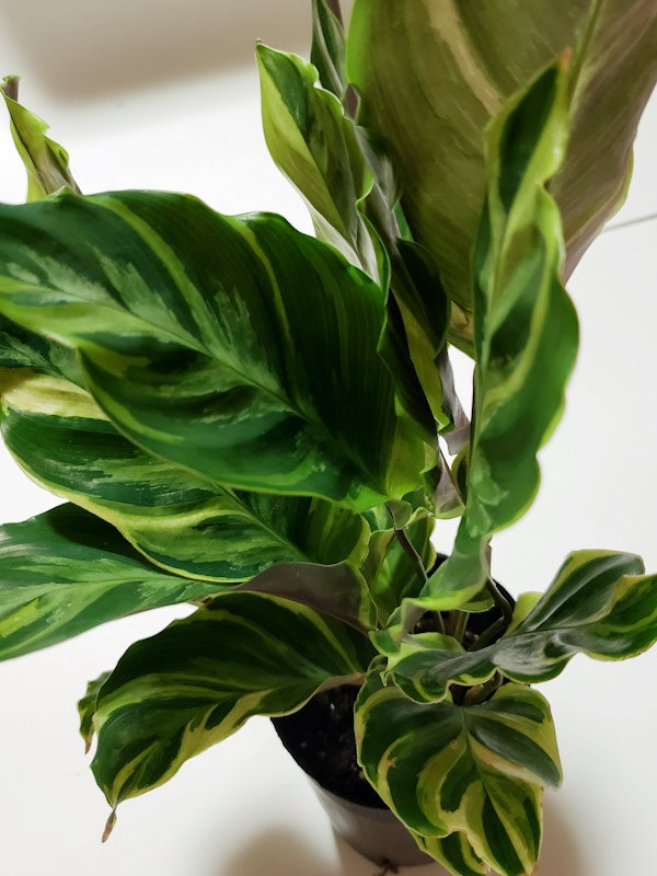 f:id:calathea:20190814221043j:plain f:id:calathea:20190814221043j:plain