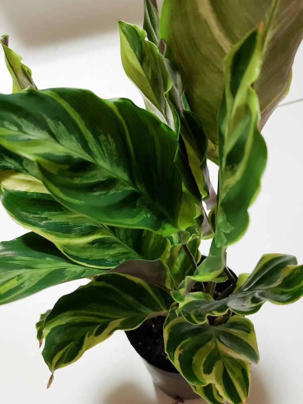 f:id:calathea:20190814221043j:plain