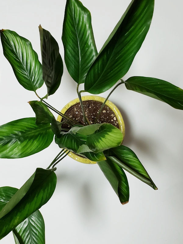 f:id:calathea:20191108222329j:plain