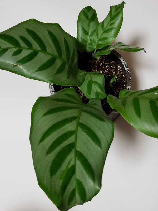 f:id:calathea:20200124205519j:plain f:id:calathea:20200124205519j:plain