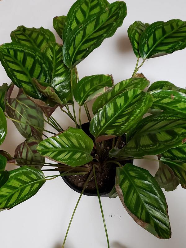 f:id:calathea:20200124205528j:plain f:id:calathea:20200124205528j:plain
