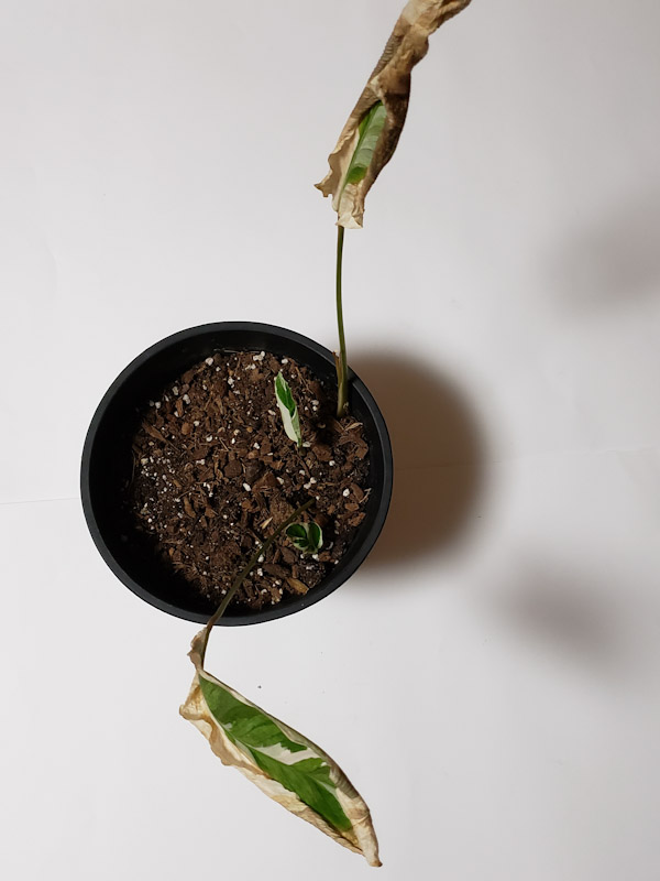 f:id:calathea:20200124205537j:plain f:id:calathea:20200124205537j:plain