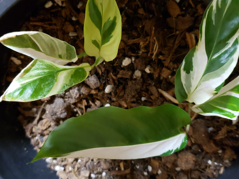f:id:calathea:20200124205616j:plain f:id:calathea:20200124205616j:plain