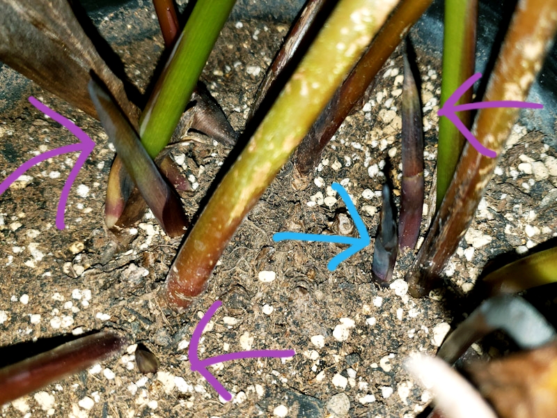 f:id:calathea:20200207201526j:plain f:id:calathea:20200207201526j:plain