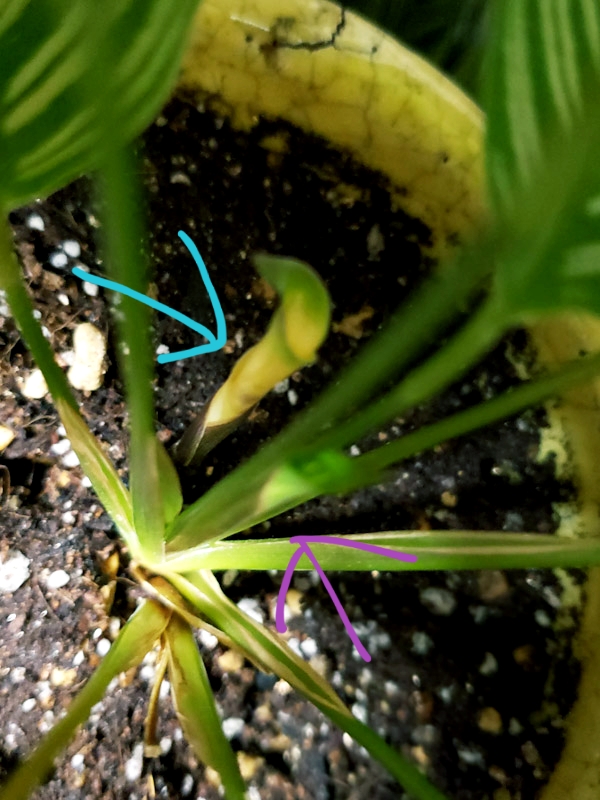 f:id:calathea:20200207201534j:plain f:id:calathea:20200207201534j:plain
