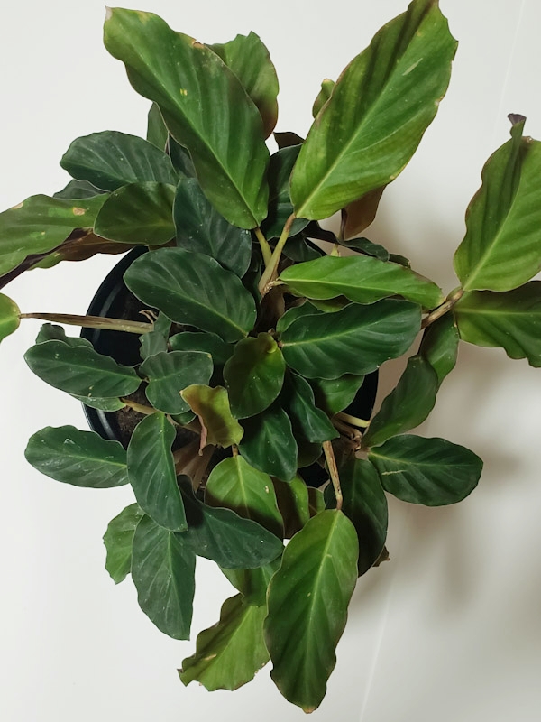 f:id:calathea:20200321201118j:plain