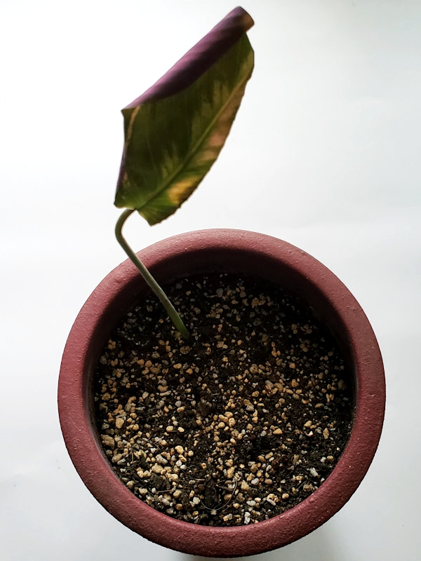 f:id:calathea:20200505211227j:plain f:id:calathea:20200505211227j:plain