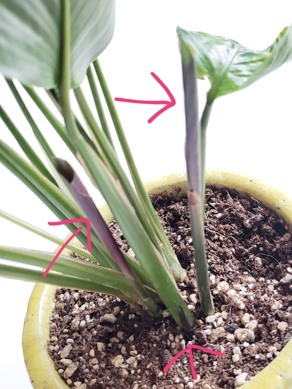 f:id:calathea:20200505211254j:plain f:id:calathea:20200505211254j:plain