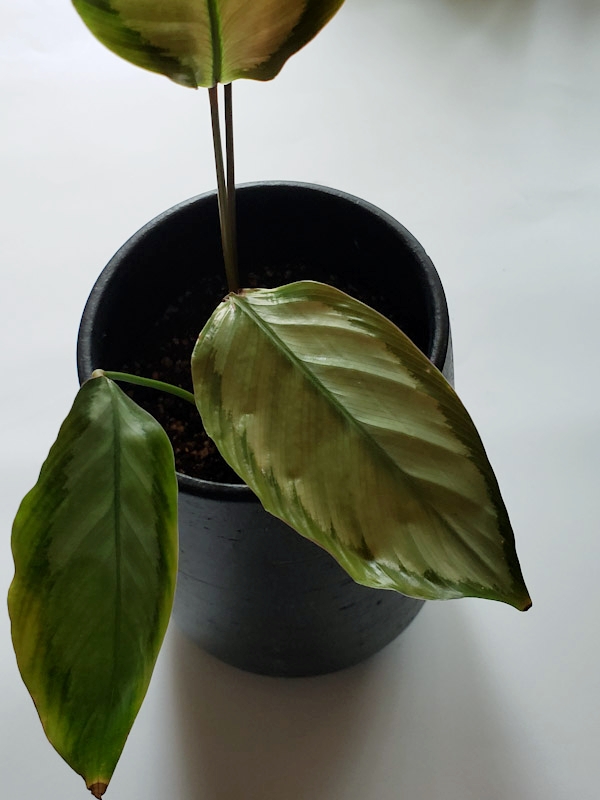 f:id:calathea:20200505211311j:plain f:id:calathea:20200505211311j:plain