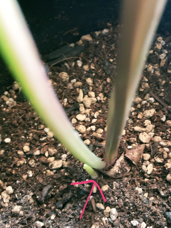 f:id:calathea:20200505211323j:plain f:id:calathea:20200505211323j:plain