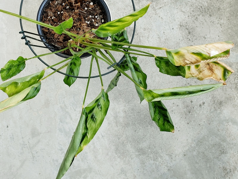 f:id:calathea:20200505211420j:plain f:id:calathea:20200505211420j:plain